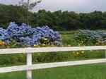 20090711_9.jpg