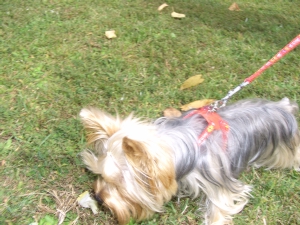 20061015_2.jpg