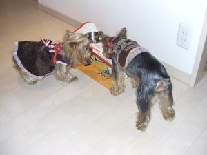 20070325_11.jpg