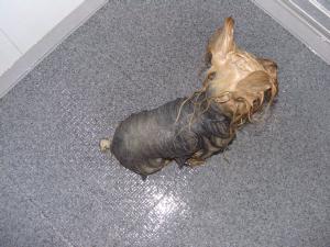 20070826_5.jpg