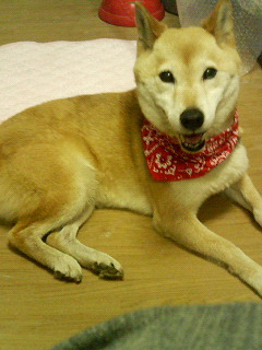 fukuchan_070813_01.jpg