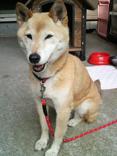 fukuchan_070813_02.jpg